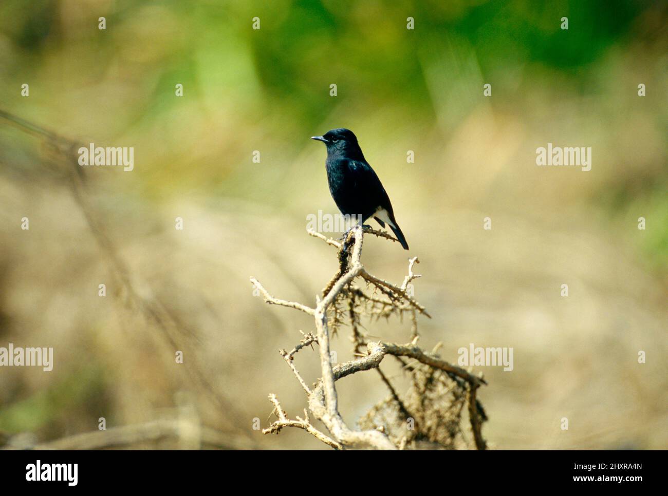 Mohrenschwarzkehlchen, Saxicola caprata, Muscicapidae, Männchen, Vogel, Tier, Hortain's Plains Nationapark, Sri Lanka Foto Stock