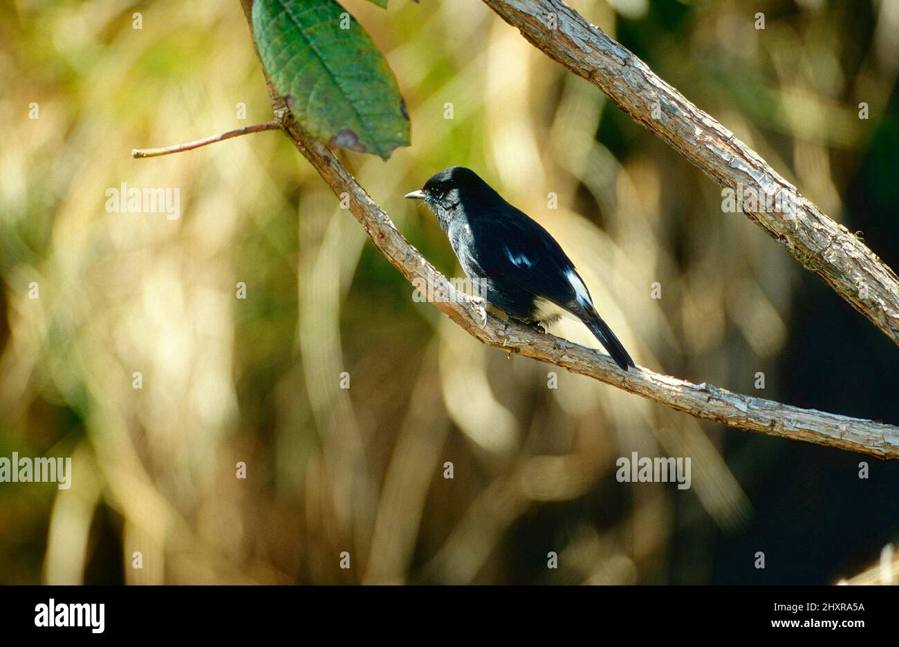 Mohrenschwarzkehlchen, Saxicola caprata, Muscicapidae, Männchen, Vogel, Tier, Hortain's Plains Nationapark, Sri Lanka Foto Stock