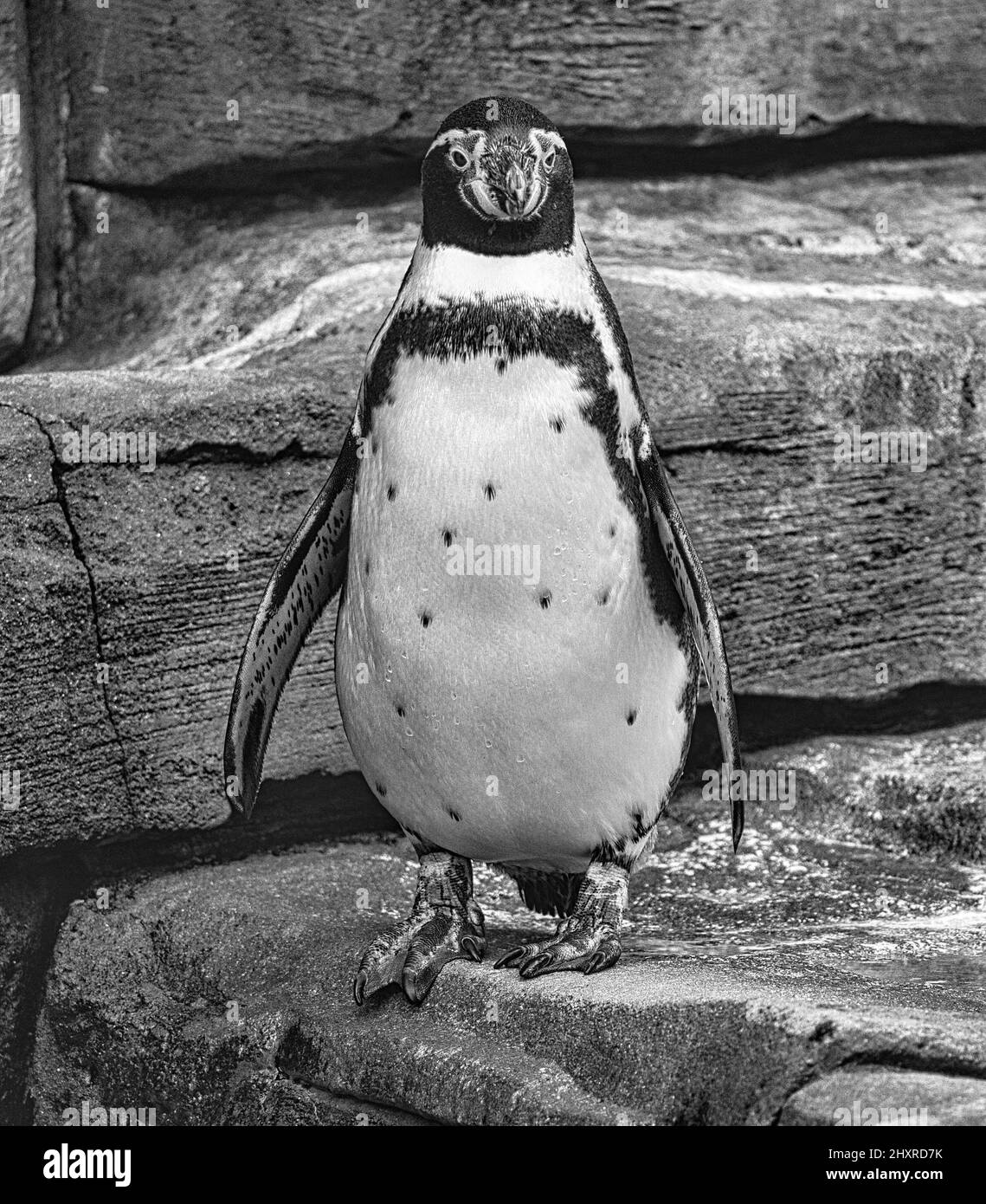 Scala di grigi di un pinguino in piedi su una pietra Foto Stock