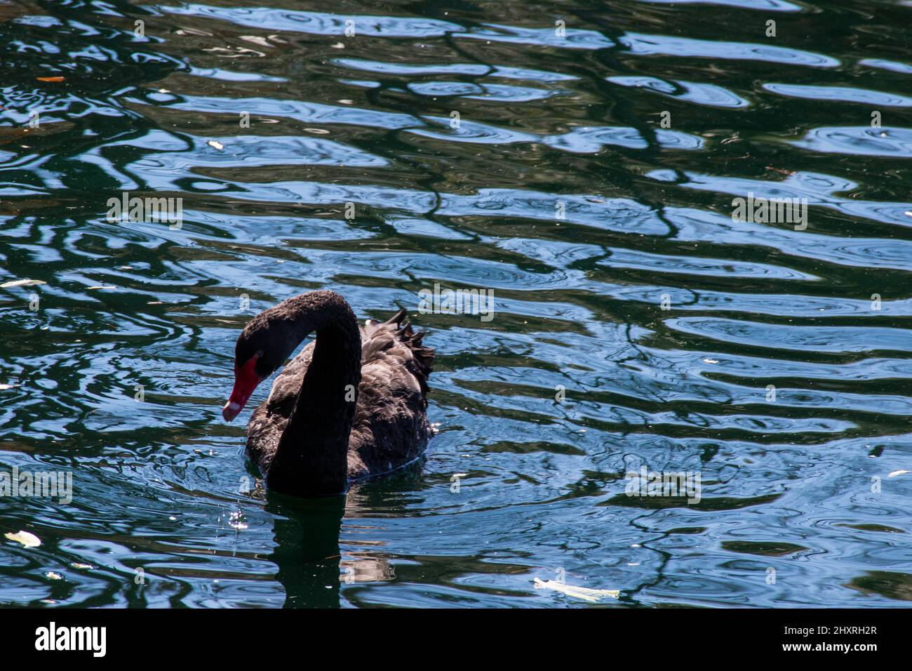 Bel cigno nero sul lago Eola di Orlando Foto Stock