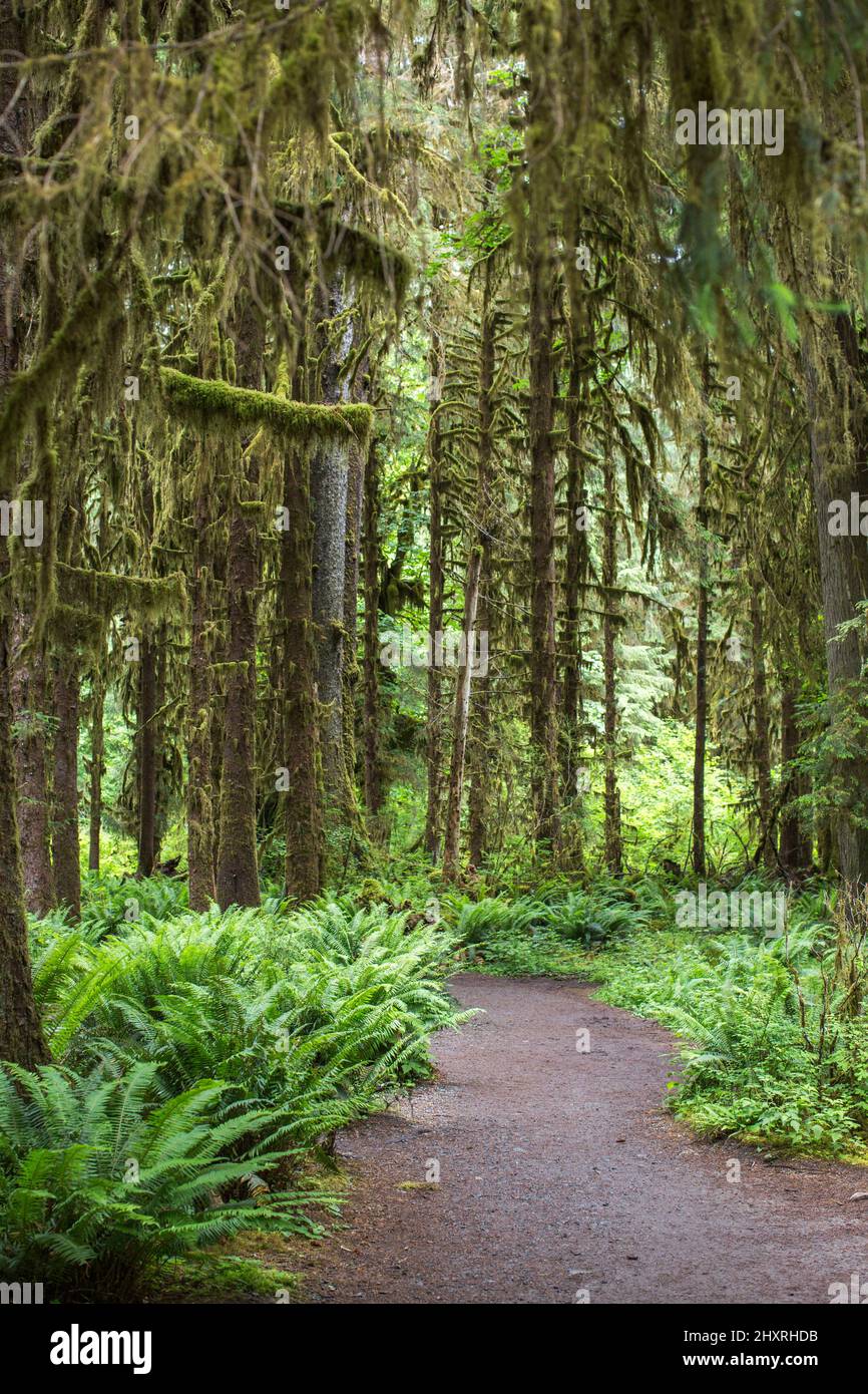 Strati di alberi di vecchia crescita in una lussureggiante foresta verde Foto Stock