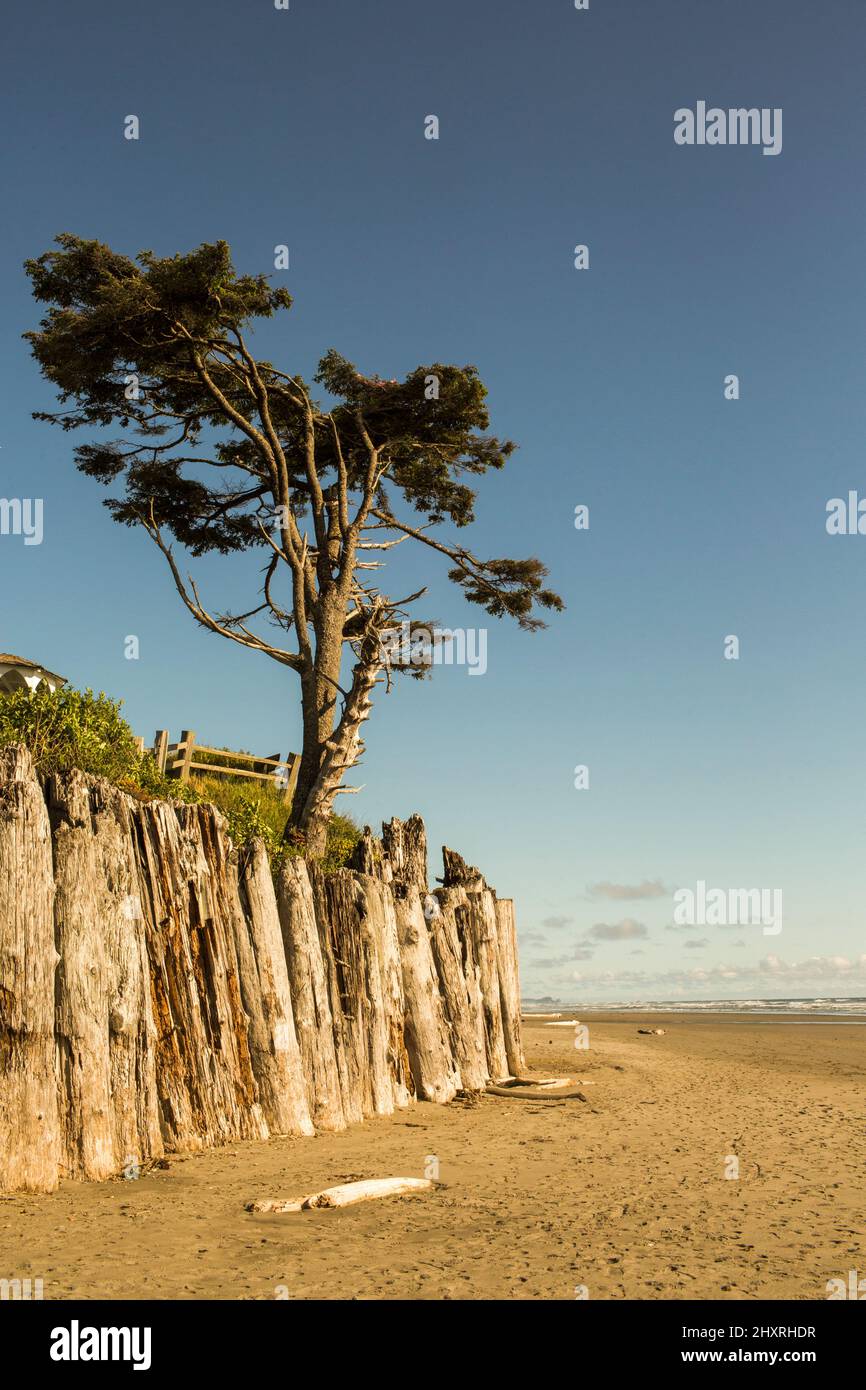 Un pino è appeso su una parete di legno di driftwood al bordo della spiaggia Foto Stock