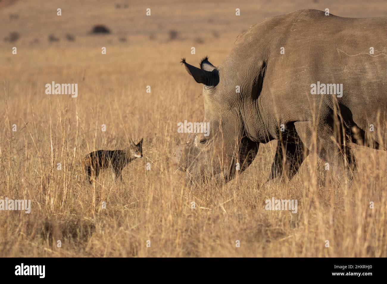 Rinoceronte bianco e Jackal nero Foto Stock