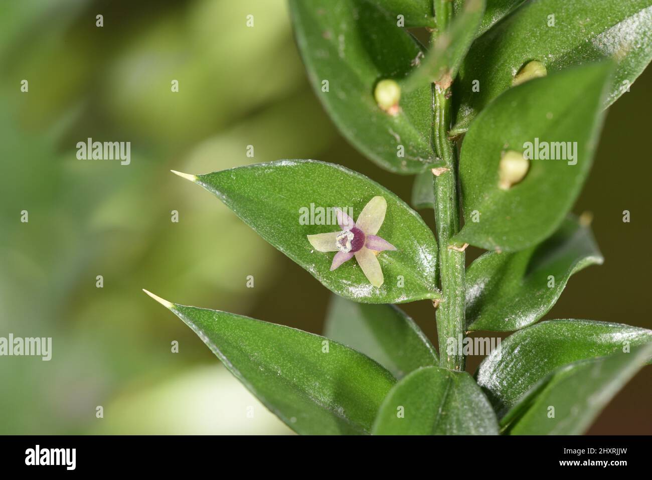 Scusa del macellaio - Ruscus aculeatus Foto Stock