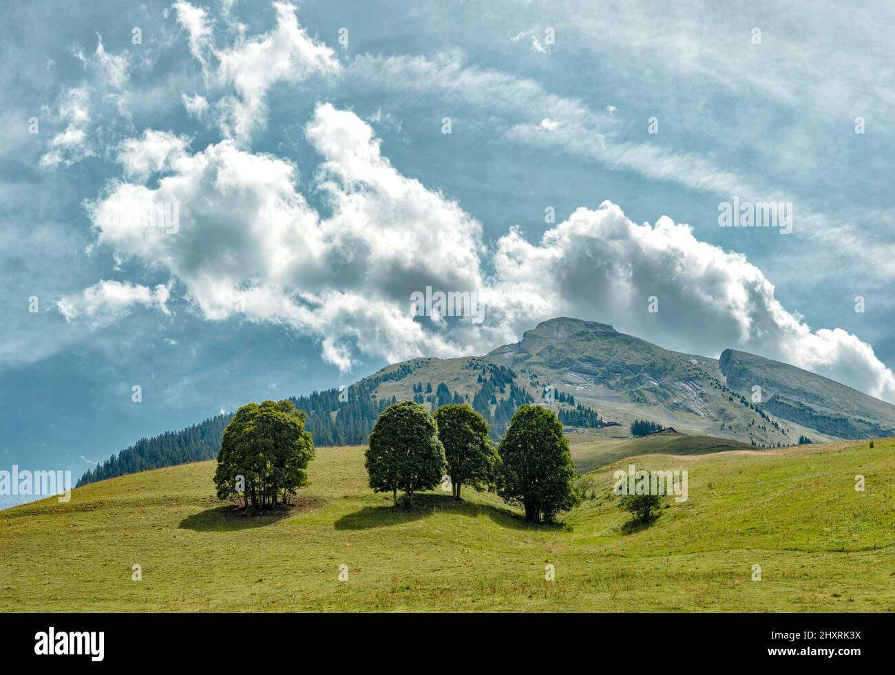 Pointe de Merdassier, prato alpino con quattro alberi, la Clusaz, , Francia *** territorio Caption *** paesaggio, campo, prato, alberi, estate, montagne, h Foto Stock