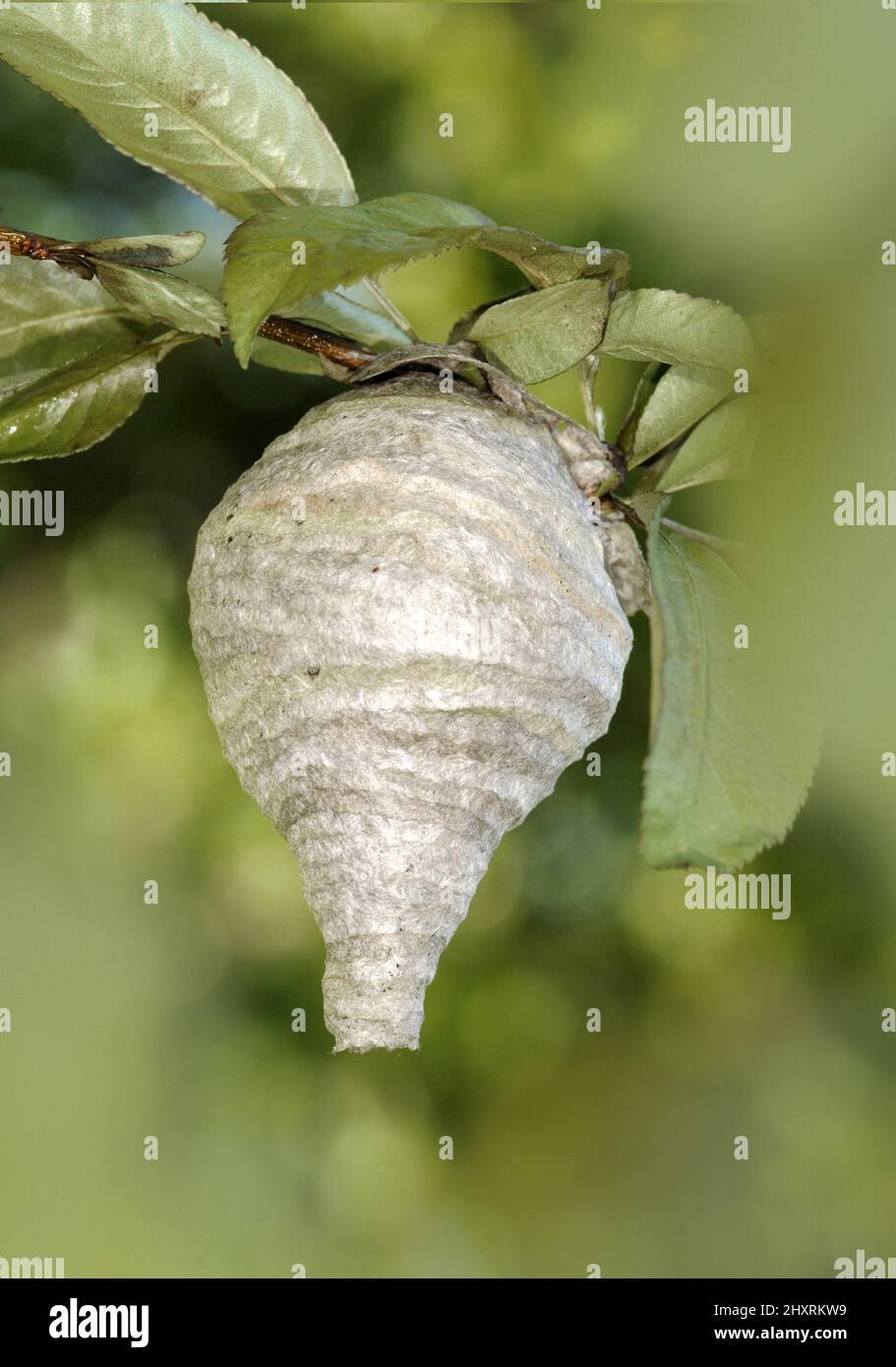 Wasp norvegese - Dolichovespula norwegica Foto Stock