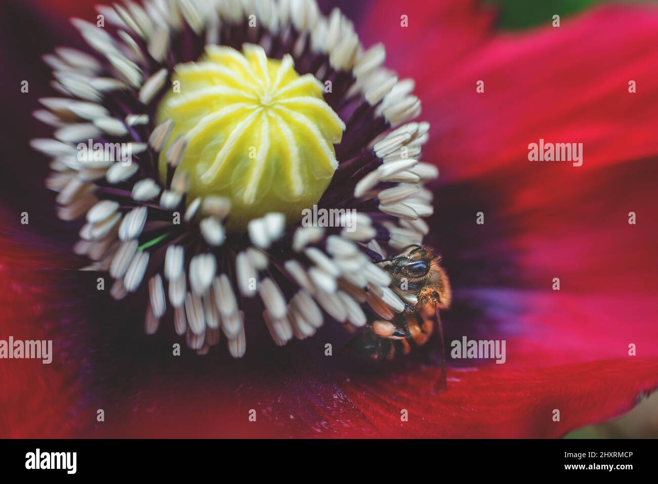Fiore Rosso in fiore con Bumble Bee Foto Stock