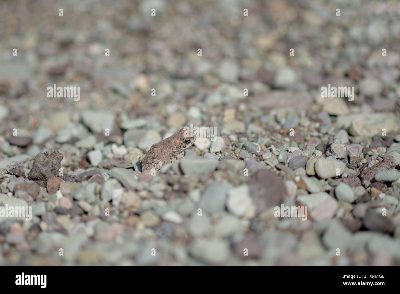 Red Spotted Toad Big Bend National Park Texas Frog Foto Stock