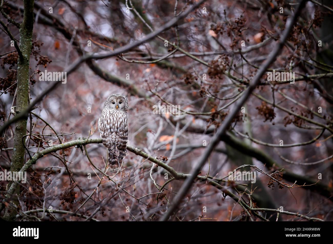 gufo ural, strix uralensis, seduto su un ramo in foresta ben nascosto grazie alle sue piume mimetizzazione. Mimicry in specie animali di fauna selvatica. Bird res Foto Stock