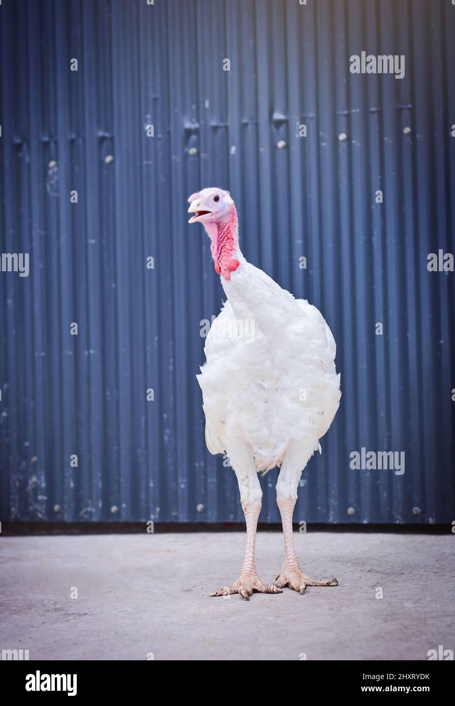 Thats un'uccelline osservante fine. Sparato di un tacchino in un allevamento di pollame. Foto Stock