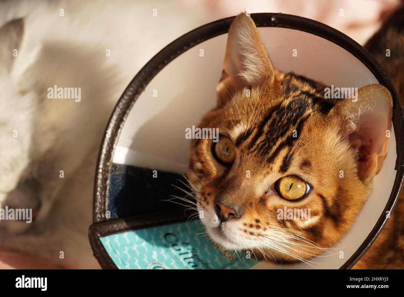 Gatto bengala che indossa un colletto medico che posa con gatto persiano che dorme sullo sfondo sfocato Foto Stock