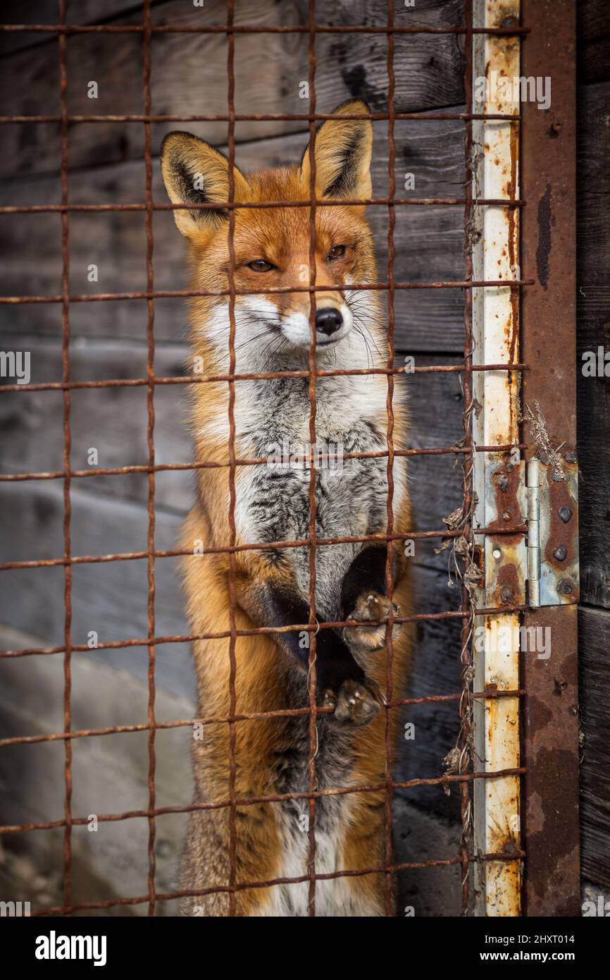 Triste volpe in cattività Foto Stock