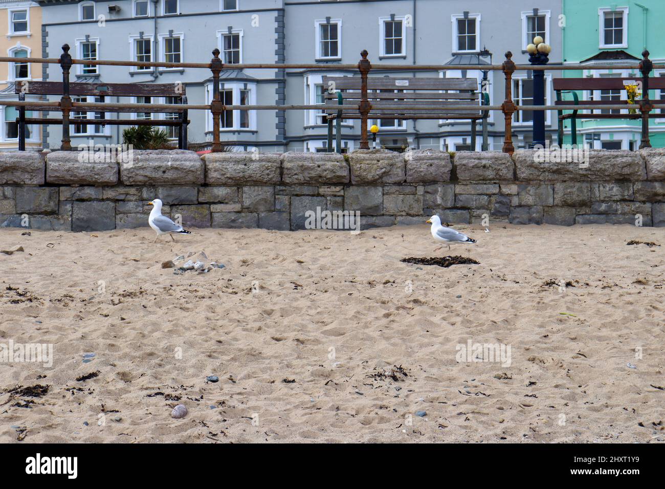 Due gabbiani facendo una passeggiata sulla sabbia alla spiaggia, Llandudno Foto Stock