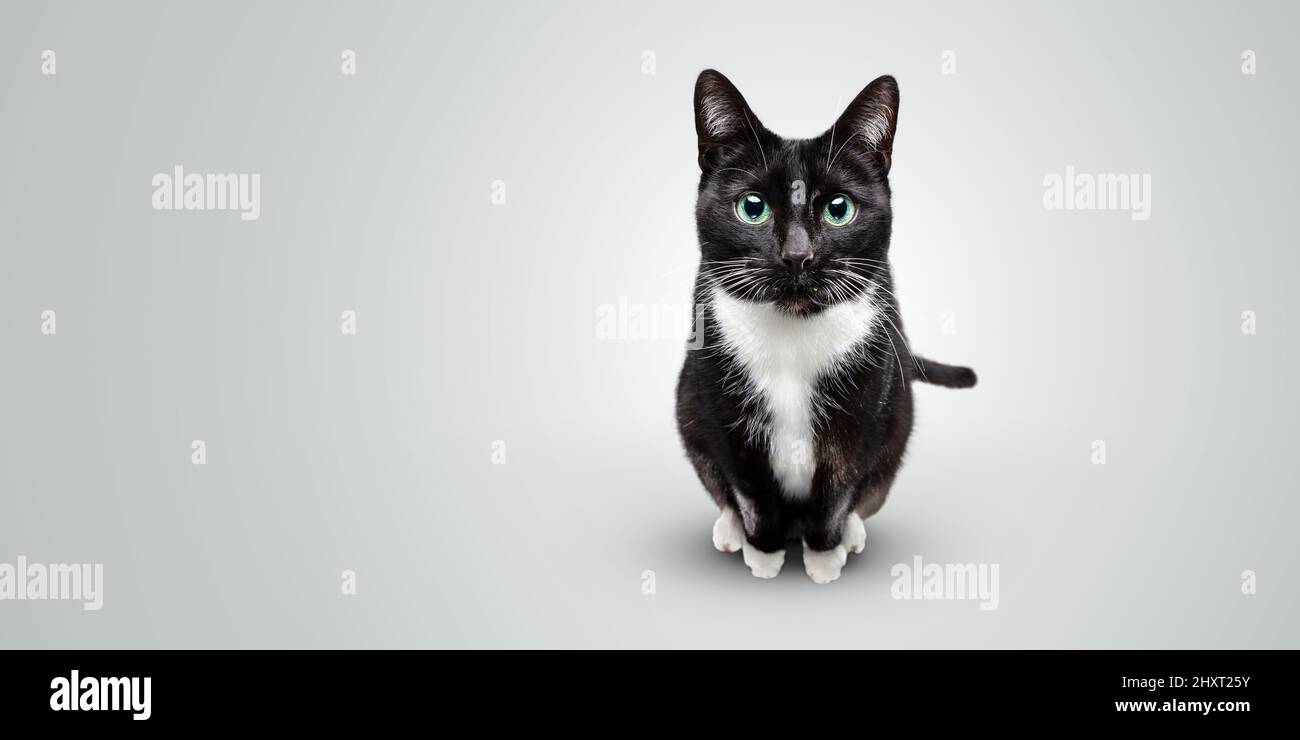 Ritratto di un gatto bianco e nero isolato su sfondo chiaro Foto Stock