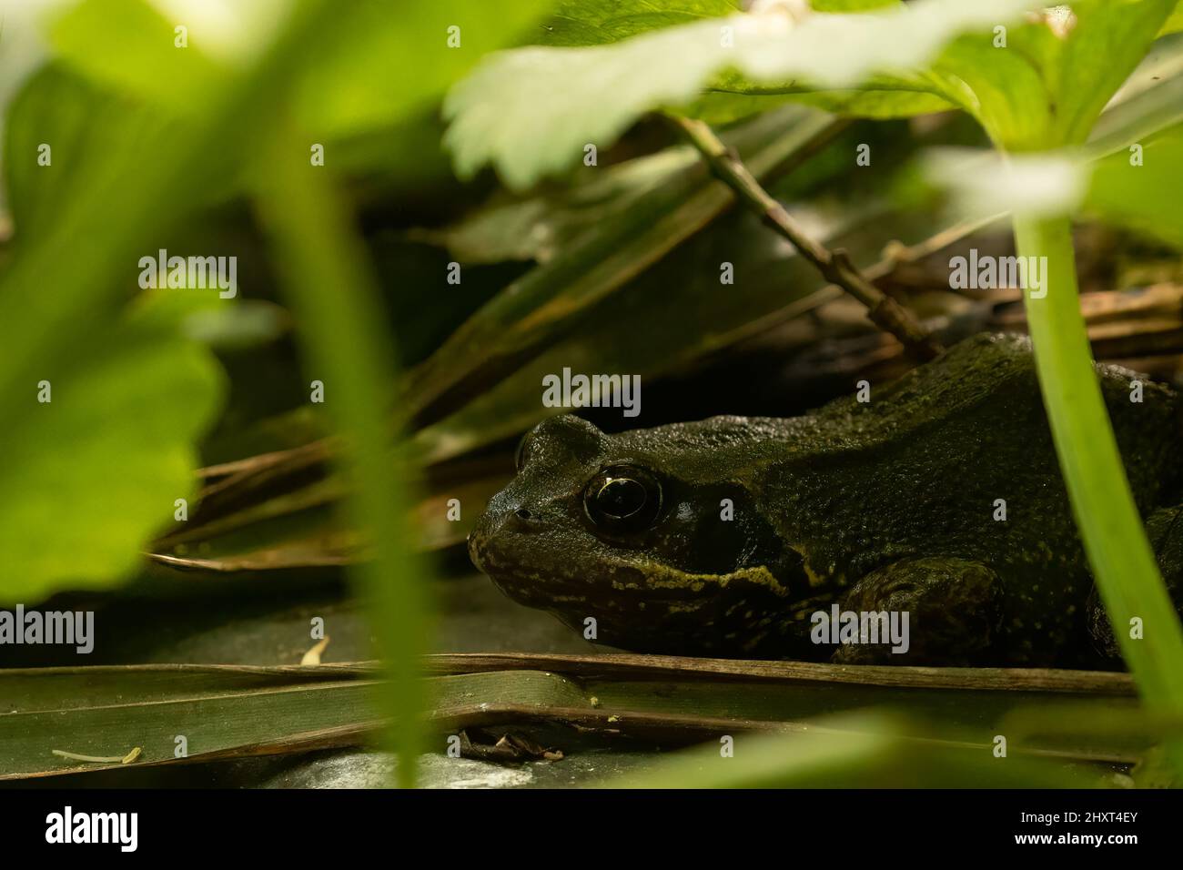 Primo piano della rana comune europea nel fogliame verde. Rana temporaria. Foto Stock