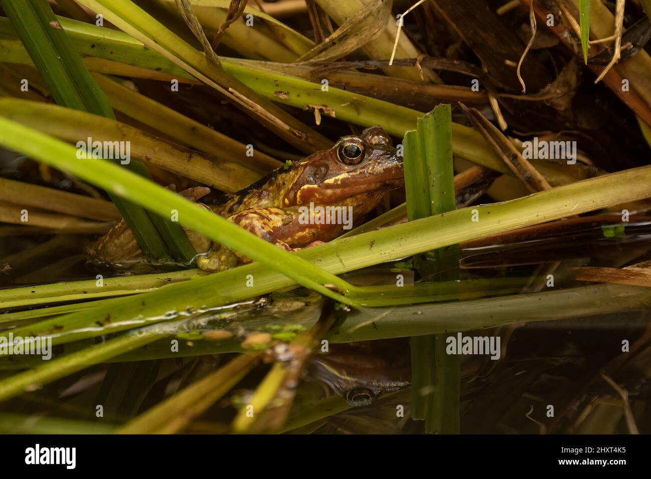 Un primo piano della rana comune europea nel laghetto giardino. Rana temporaria. Foto Stock