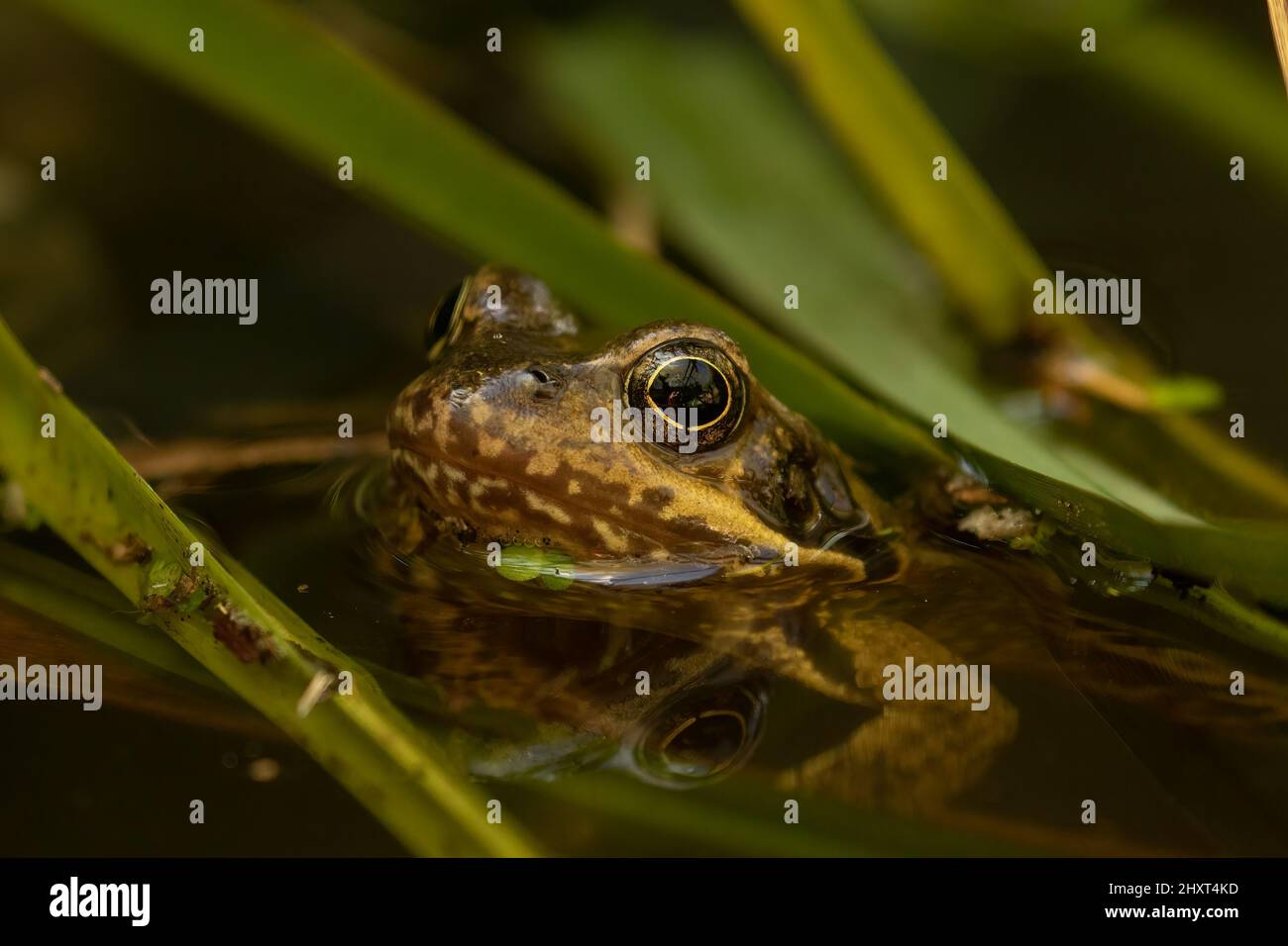 Un primo piano della rana comune europea nel laghetto. Rana temporaria. Foto Stock