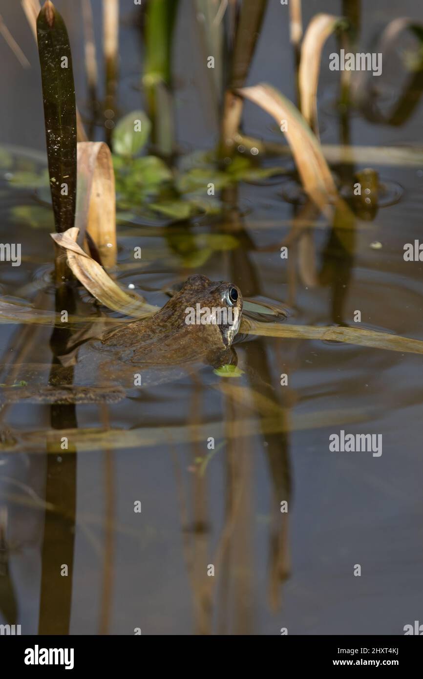 Closeup verticale della rana comune europea nuoto nel laghetto. Rana temporaria. Foto Stock