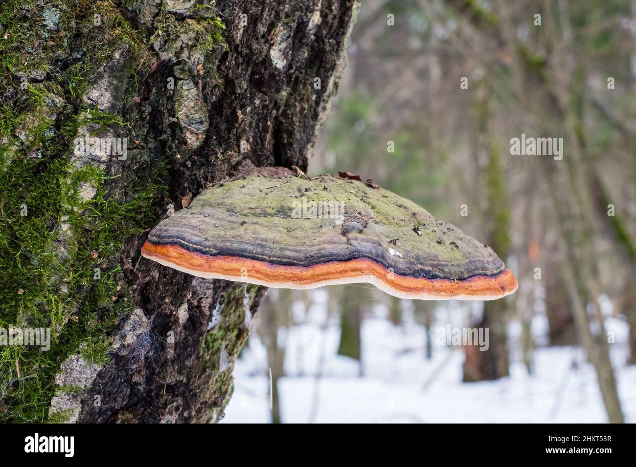 Fomitopsis pinicola, è un fungo di decadimento del gambo comune su alberi di legno tenero e di latifoglie. Il suo conca (corpo di frutta) è noto come il conca con cintura rossa. Foto Stock