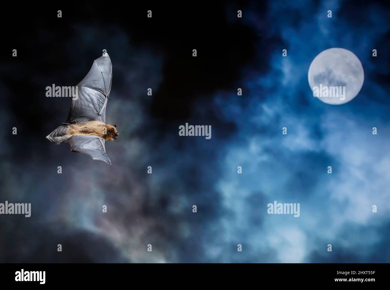 Ritratto di una pipistrella comune (Pippistrellus pipistrellus) di notte con la luna alle spalle Foto Stock