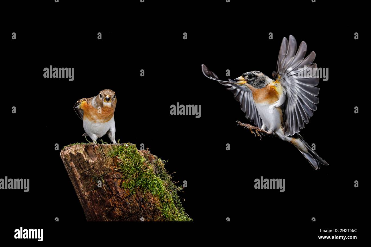 Bramblings in volo (Fringilla montifringilla), Salamanca, Castilla y Leon, Spagna Foto Stock