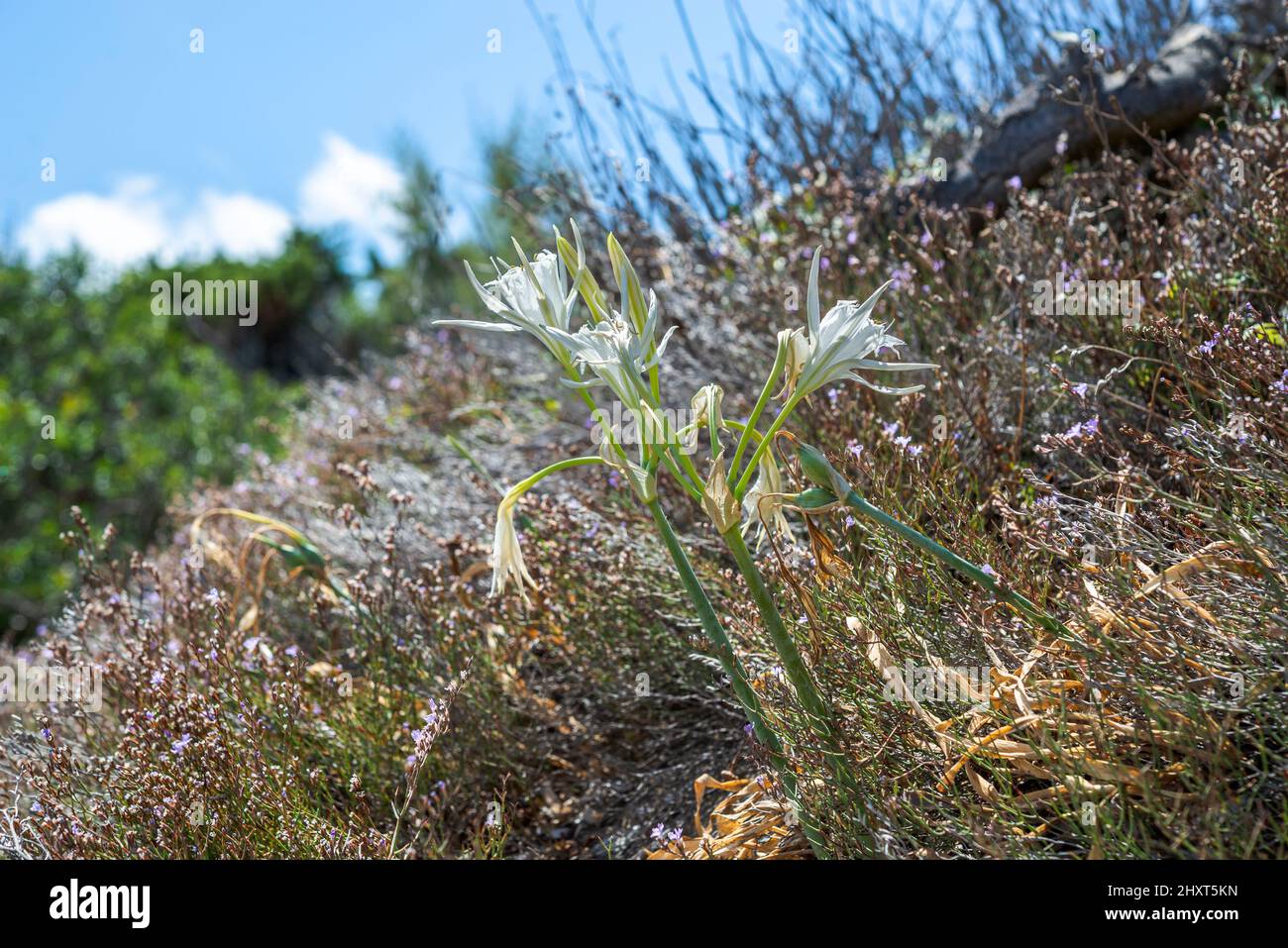 Fiori di mare daffodil, Pancratium maritimum. Foto scattata a Cala Tortuga, comune di Mahon, Minorca, Spagna Foto Stock