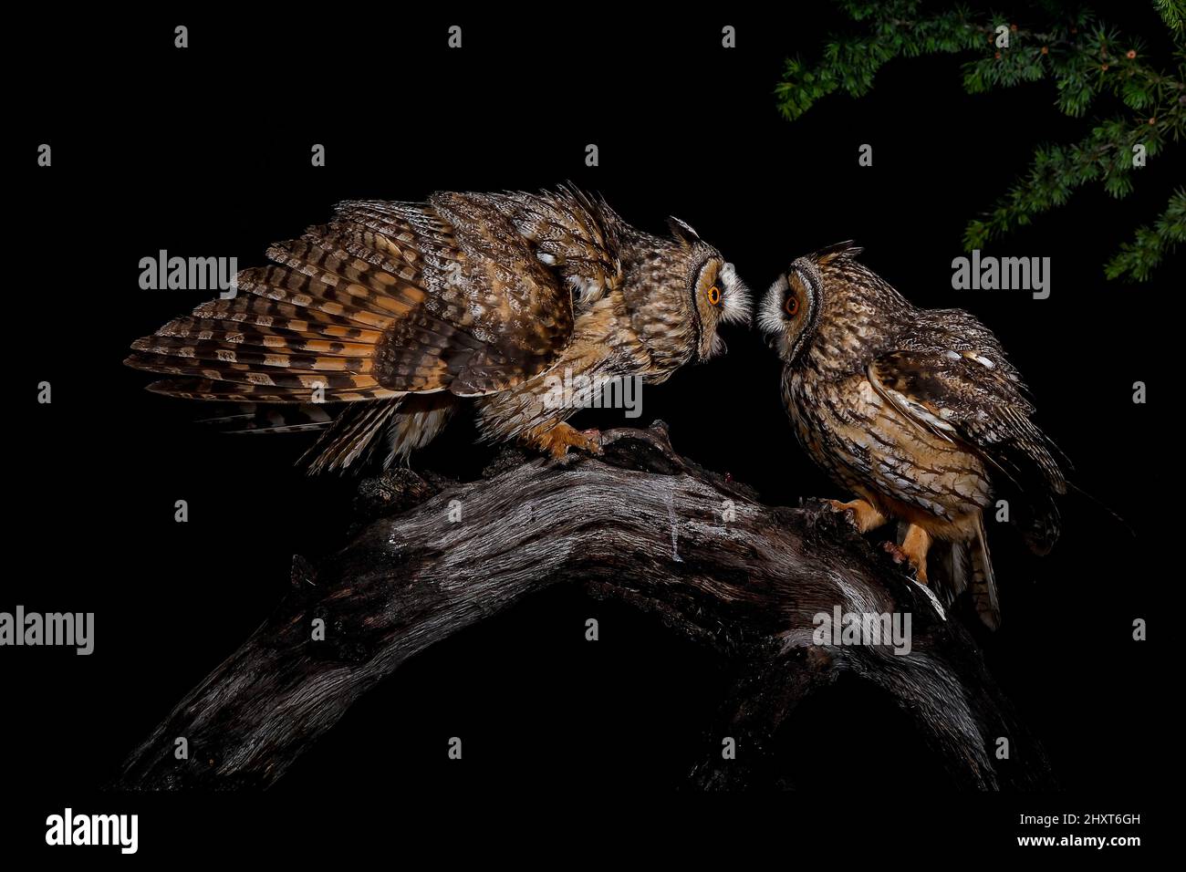 Coppia di gufi dalle orecchie lunghe (Asio otus) di notte, Salamanca, Castilla y Leon, Spagna Foto Stock