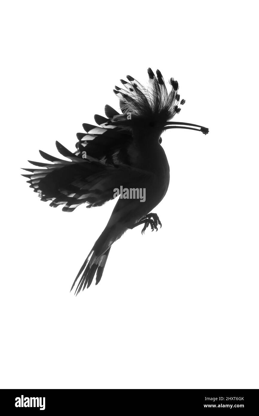 Hoopoe (Upupa epops) in volo con preda sulla cima per nutrire i bambini, Salamanca, Castilla y Leon, Spagna Foto Stock