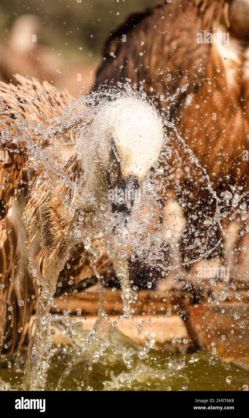 Griffon Vulture (Gyps fulvus), Salamanca, Castilla y Leon, Spagna Foto Stock