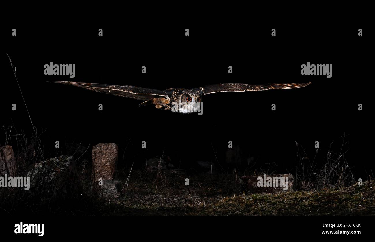 Ritratto di un'aquila-gufo Eurasiano (bubo bubo) in volo di notte, Salamanca, Castilla y Leon, Spagna Foto Stock