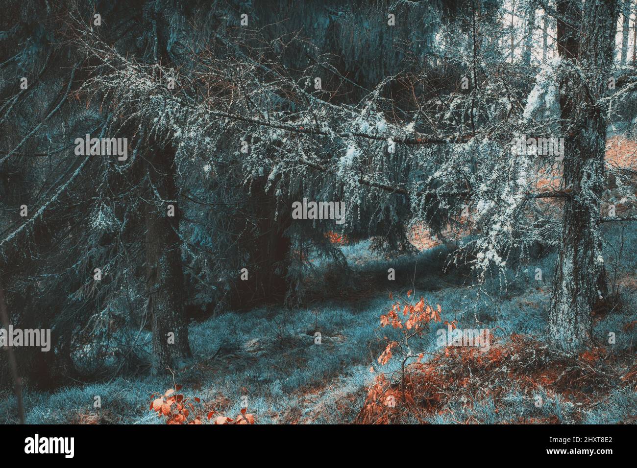 Mattina in una foresta fiabesca Foto Stock