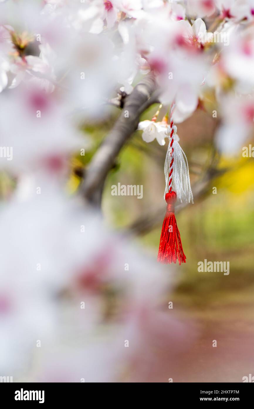 filo rosso e bianco conosciuto come martisor rumeno europa orientale prima di marzo tradizione appeso su un ramo di ciliegia fiore Foto Stock