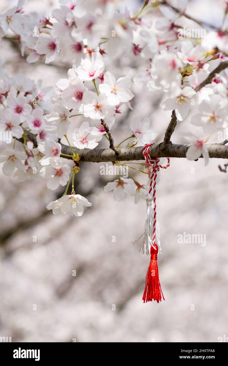 filo rosso e bianco conosciuto come martisor rumeno europa orientale prima di marzo tradizione appeso su un ramo di ciliegia fiore Foto Stock