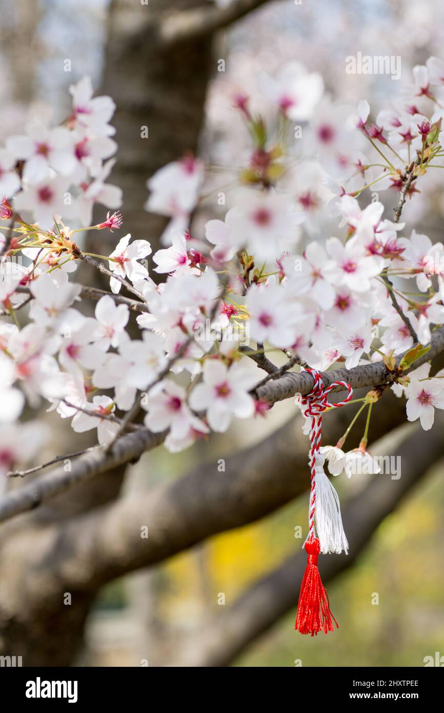 filo rosso e bianco conosciuto come martisor rumeno europa orientale prima di marzo tradizione appeso su un ramo di ciliegia fiore Foto Stock