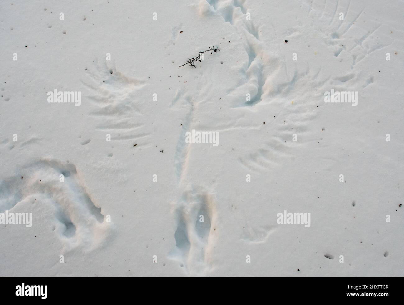 Alare stampe e tracce di un uccello di preda nella neve Foto Stock