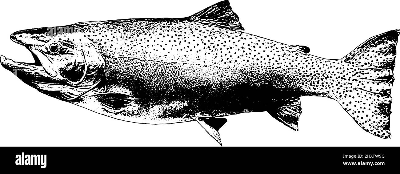 Illustrazione dei pesci di trota in nero su sfondo bianco Illustrazione Vettoriale