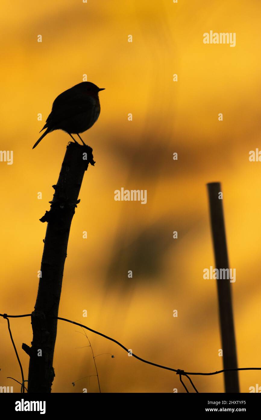 Scatto verticale di una silhouette beat seduta su un albero tagliato durante il tramonto Foto Stock
