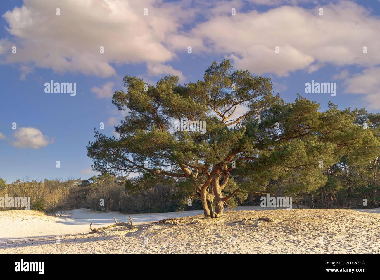 Alba su Soesterduinen nella provincia olandese di Utrecht con raggi di sole che risplende attraverso la corona di alberi di pino scozzese, Pinus sylvestris Foto Stock