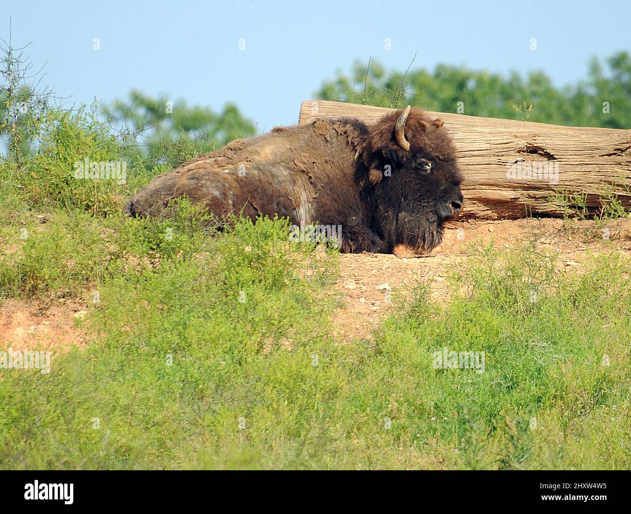 Vista generale di American Bison presso il North Carolina Zoological Park situato ad Asheboro, USA. Foto Stock