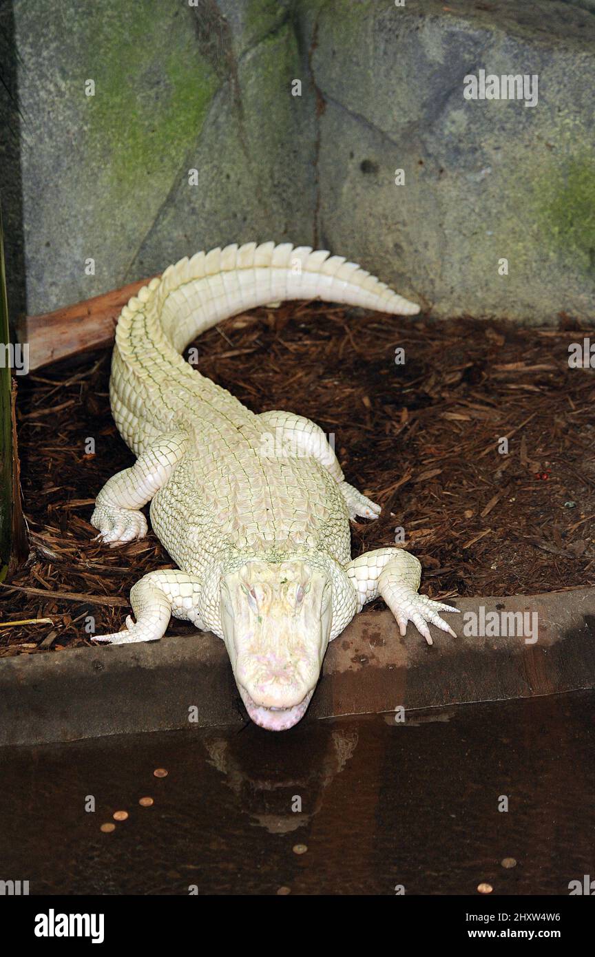 Vista generale dell'American White Alligator presso il North Carolina Zoological Park situato ad Asheboro, USA. Foto Stock