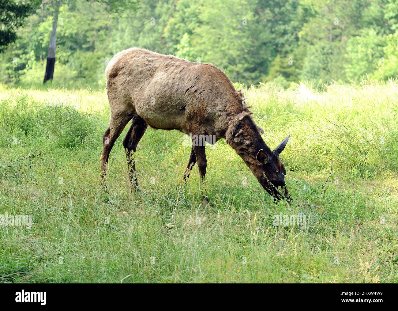 Vista generale di American Elk al North Carolina Zoological Park situato ad Asheboro, USA. Foto Stock
