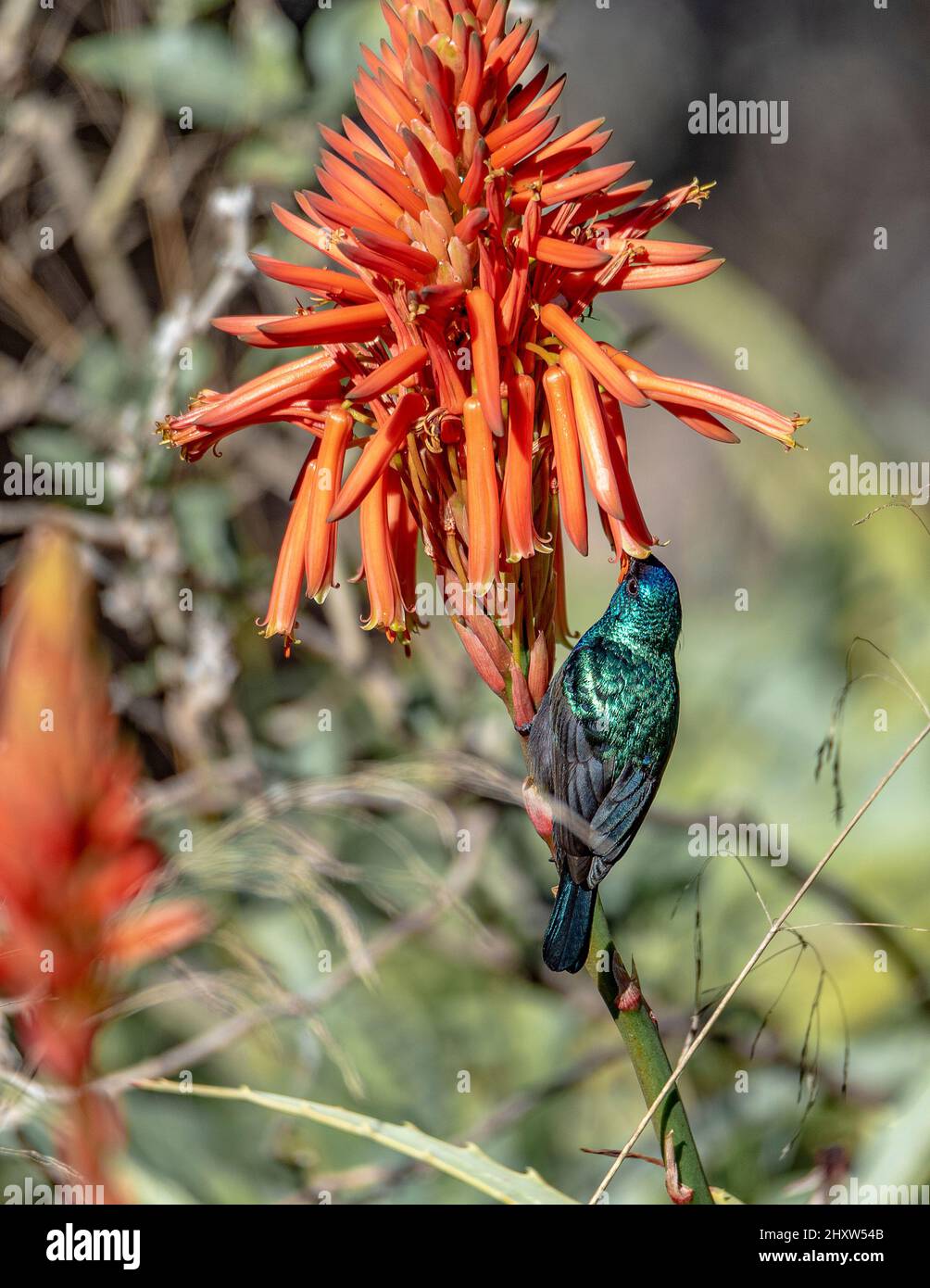 L'uccello della Palestina (Cinnyris osea), maschio, che si nutrono di fiori rossi, Israele. Palestinese girasole differenza fioritura aloe vera Foto Stock