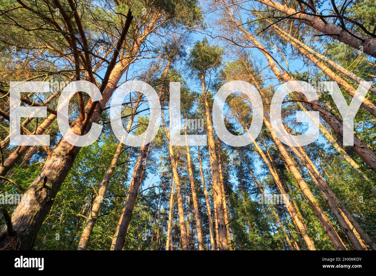 Guardando in su nella foresta di pini al baldacchino. Vista inferiore sfondo grandangolare. Ecologia del testo con lettere trasparenti bianche. Concetto di ecologia. Foto Stock