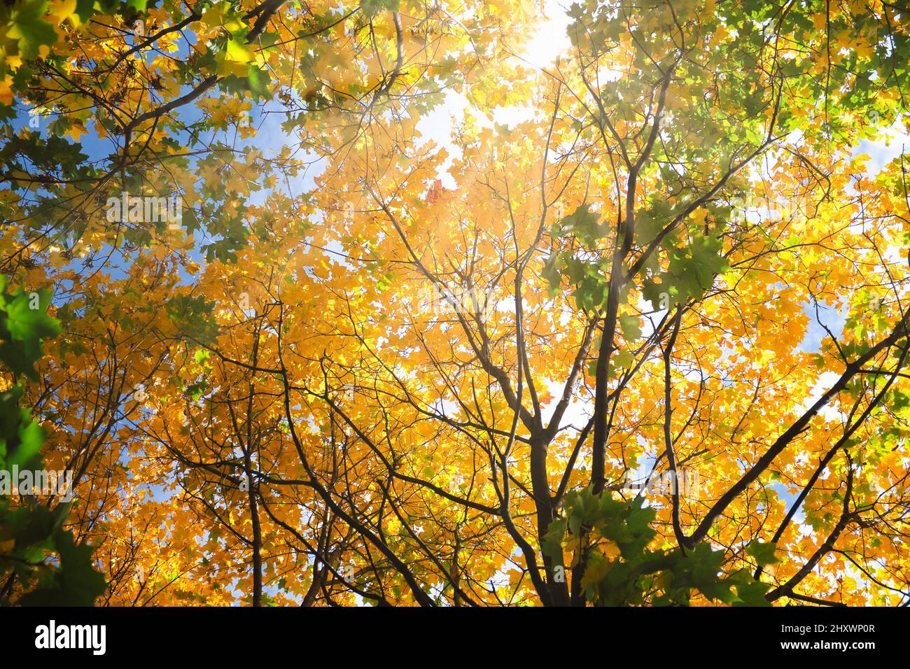 La vista sul sole luminoso attraverso l'acero autunno colorato lascia su alberi in una foresta. Astratto autunno natura sfondo. Raggi del sole attraverso l'autunno Foto Stock