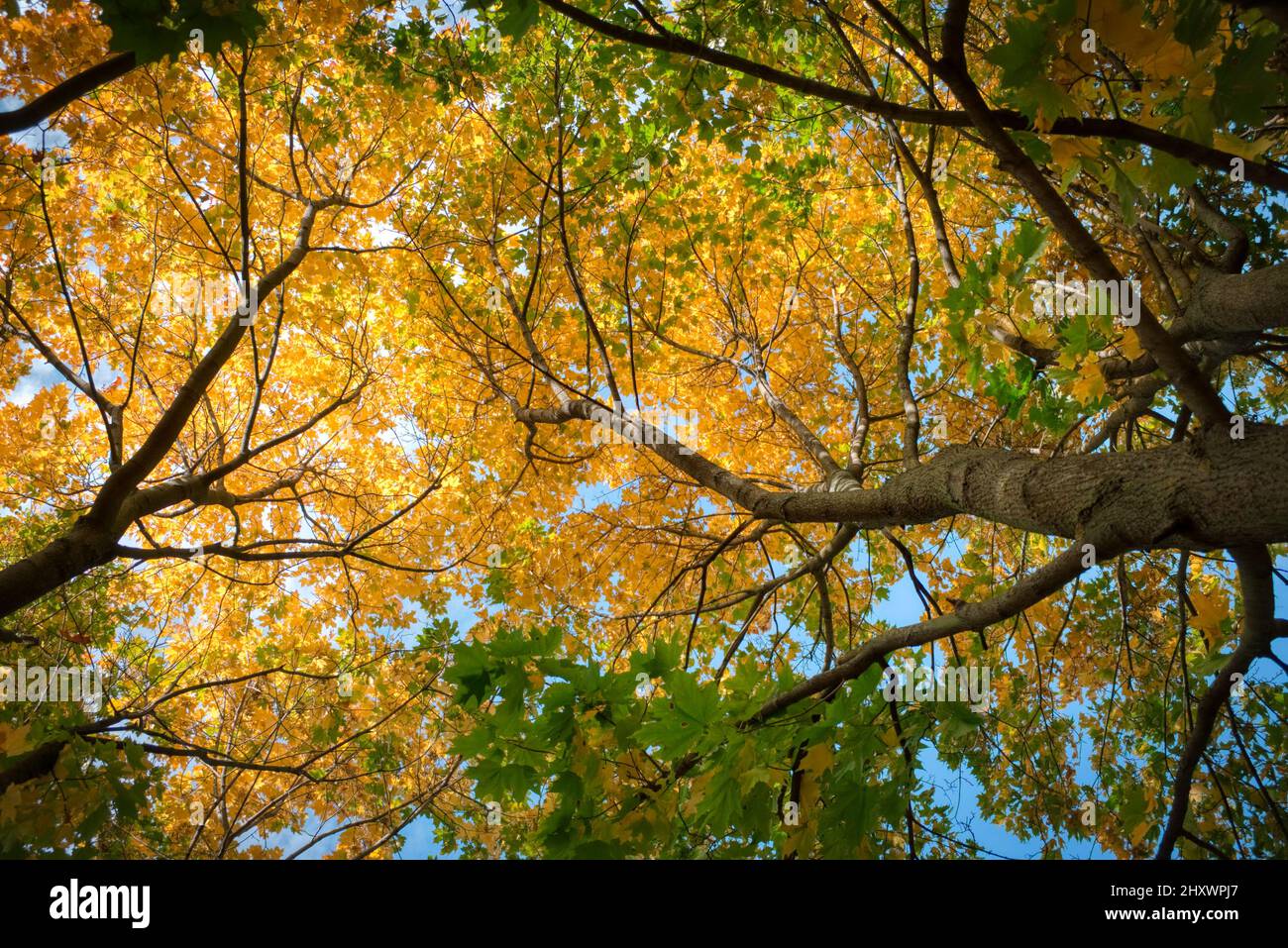 La vista verso l'alto attraverso le foglie di acero autunno colorato su alberi in una foresta. Astratto autunno natura sfondo. Foto Stock