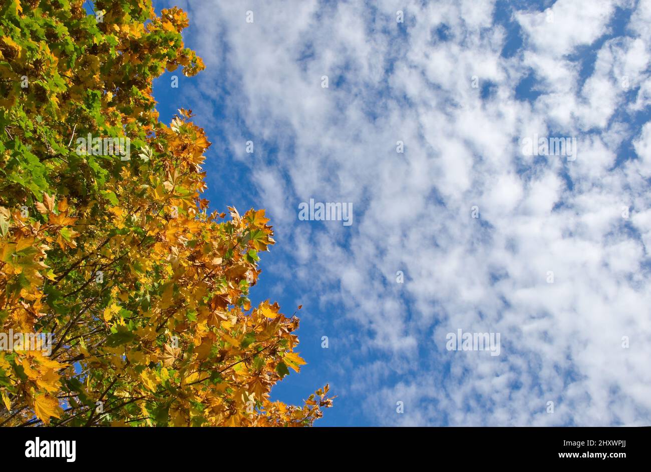 Bell'albero d'acero autunnale con caduta di vecchie foglie su cielo nuvoloso blu, sfondo astratto, natura in autunno. Astratto concetto di autunno naturale. Foto Stock