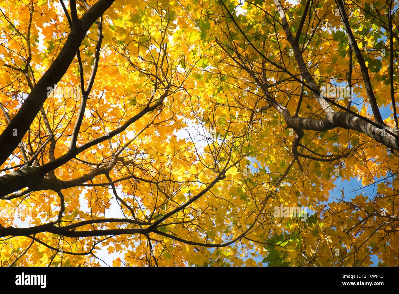 La vista sul sole luminoso attraverso l'acero autunno colorato lascia su alberi in una foresta. Astratto autunno natura sfondo. Raggi del sole attraverso l'autunno Foto Stock