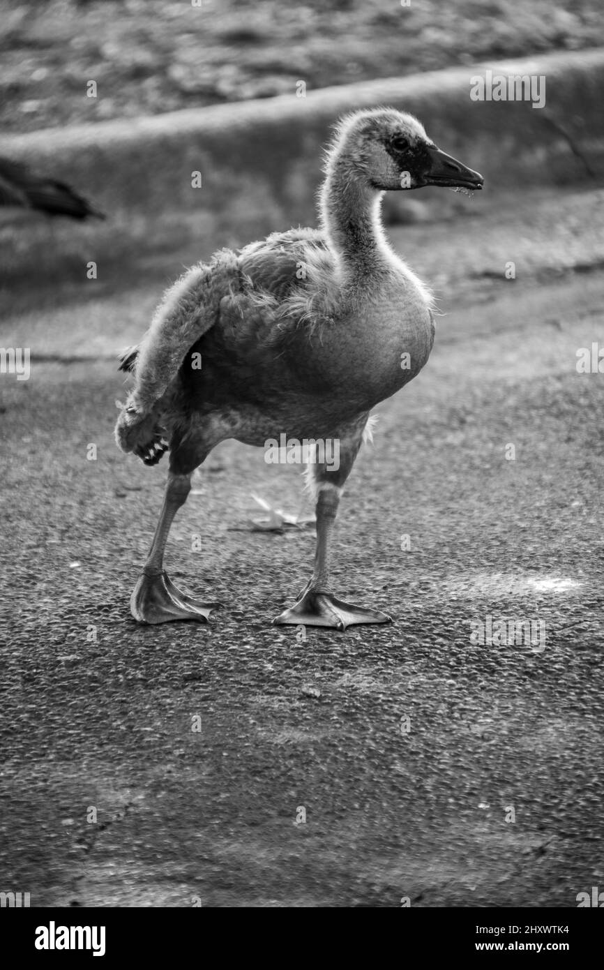 Colpo bianco e nero di un po' d'oca in un parco Foto Stock