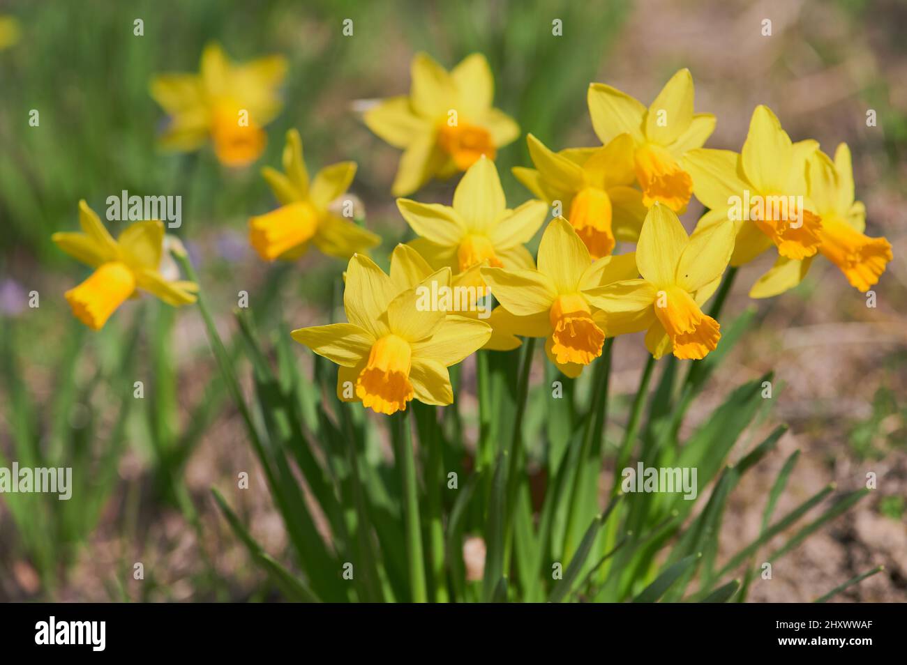 I narcisi gialli in latino si chiamano narcischi su un prato in primavera Foto Stock