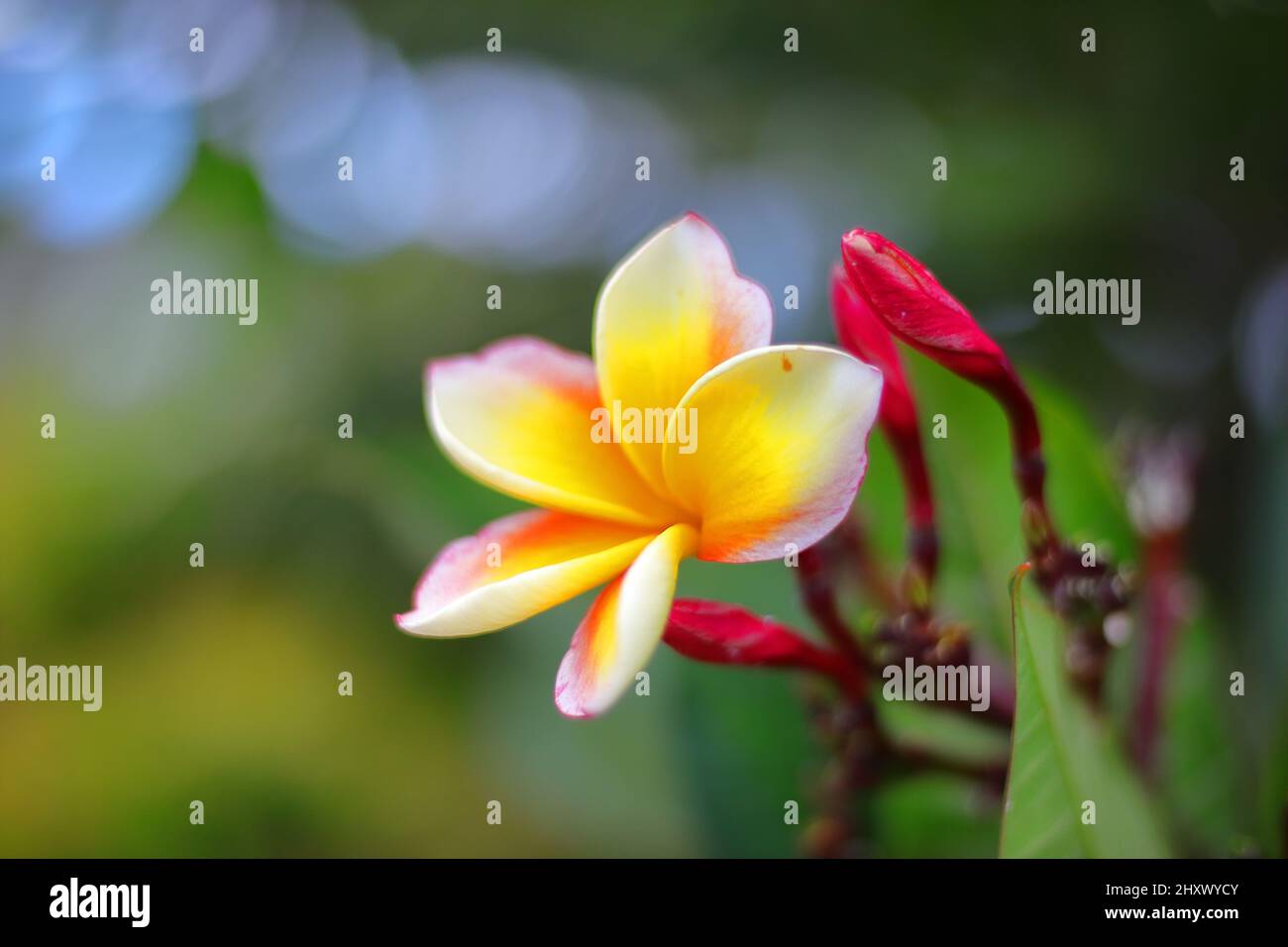 Primo piano di un fiore di Plumeria tricolore (Frangipani) e le sue boccioli chiusi Foto Stock